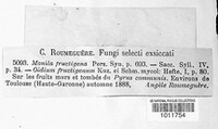 Monilinia fructigena image